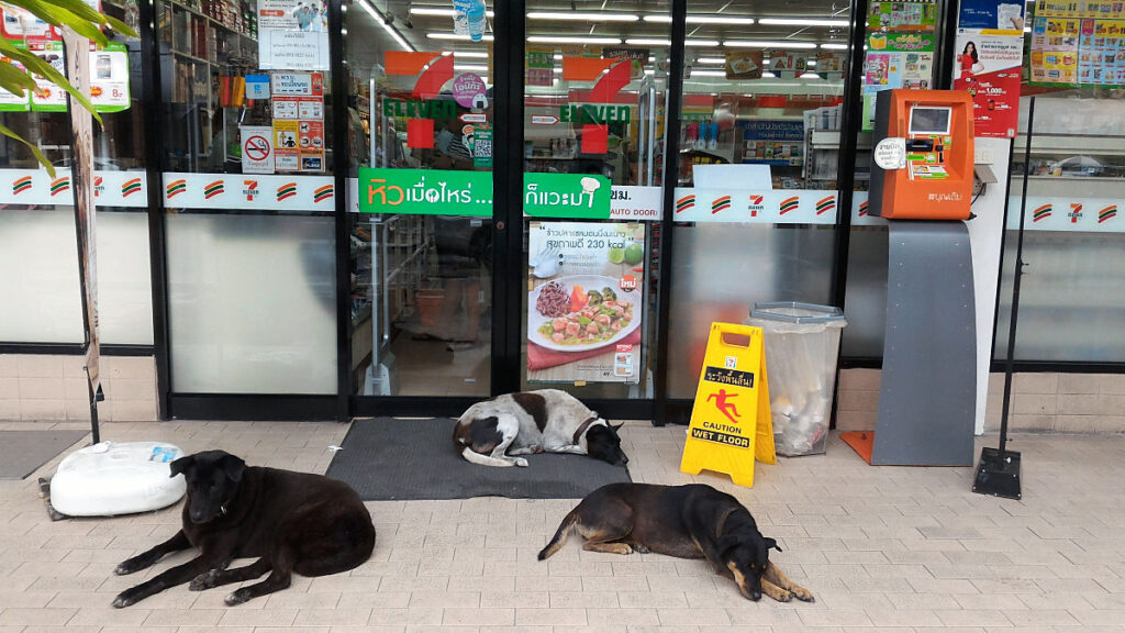 Dogs sleeping in from of 7/11 in Thailand