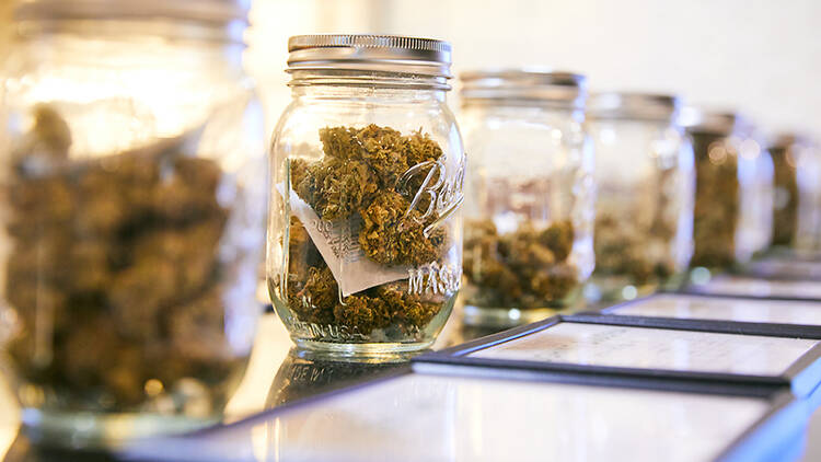 A line of glass jars filled with Thai cannabis