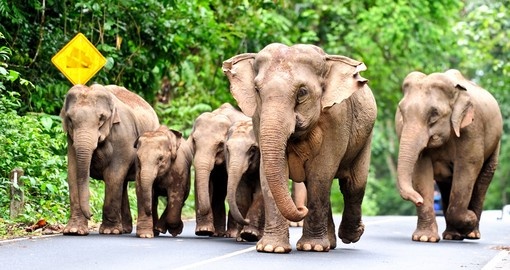 A group of elephants walking on the road in Thailand.